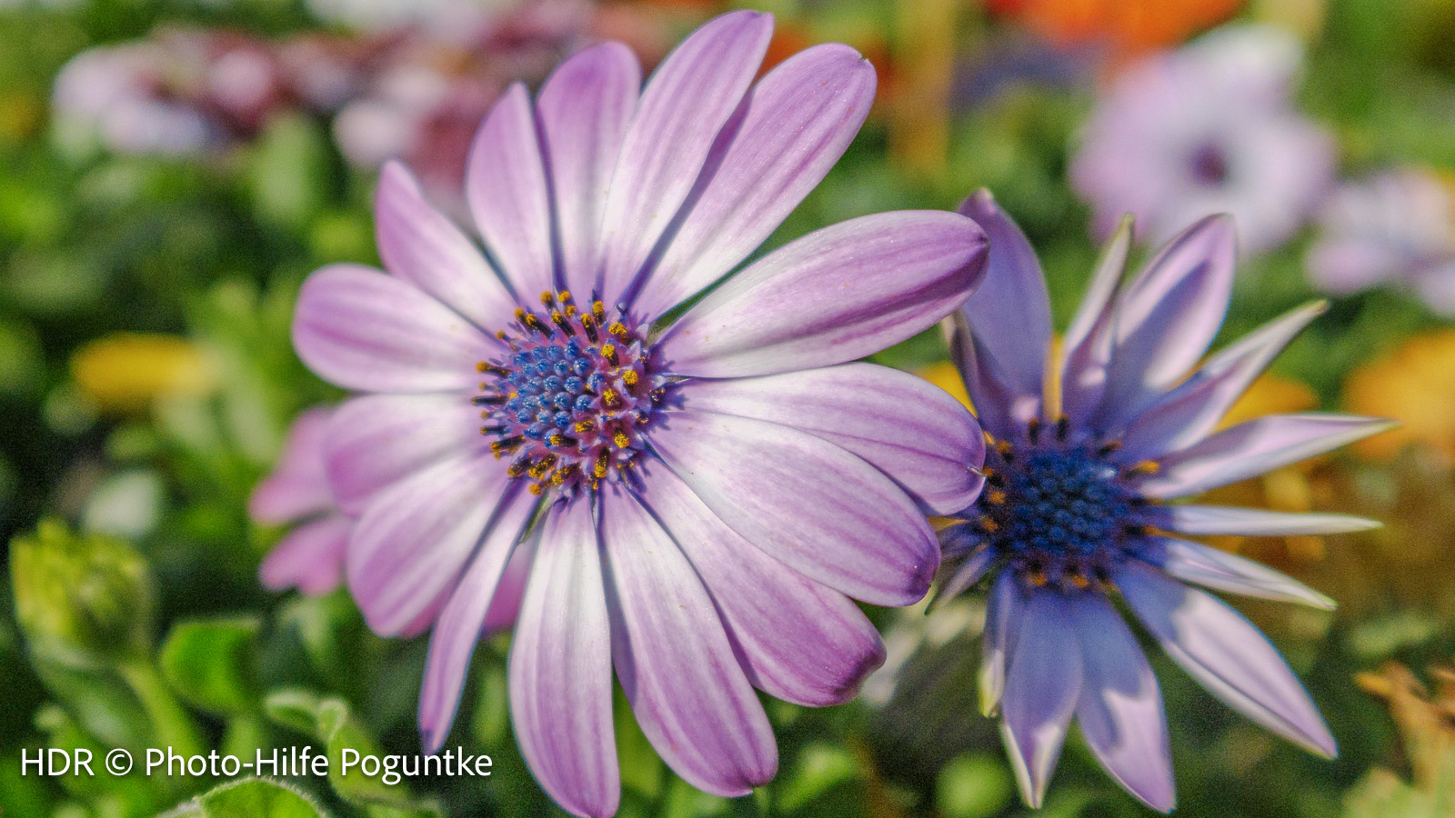 Fotobeispiel Blume in HDR
