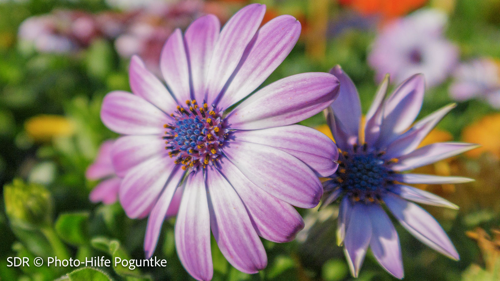 Fotobeispiel Blume in SDR